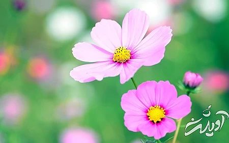 عکس های گل،گل زیبا تصاویر گل های زیبا,عکس گل